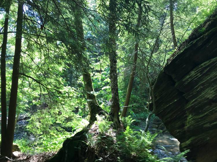 Sustainable Economies empowers organizations like Cleveland Museum of Natural History to create positive change in places like Kelsey River Preserve.